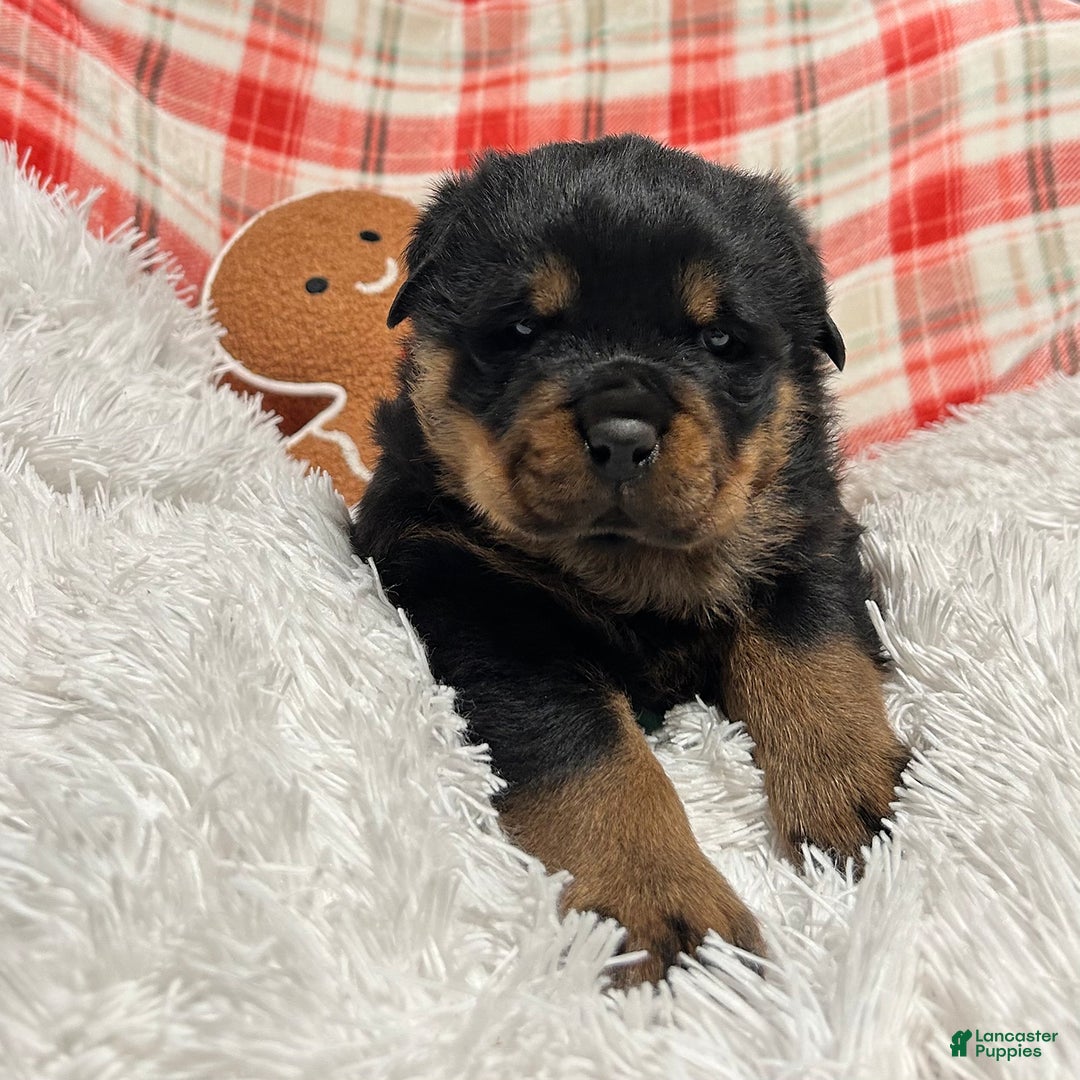 Rottweiler dogs for sale: Marshall - Ad 4