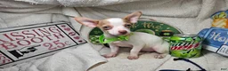 Chihuahua dogs for sale: Nellie Bell - Ad 1