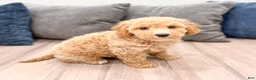Miniature Labradoodle dogs for sale: Kelly - Ad 3