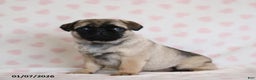 Pug dogs for sale: Bonny - Ad 3