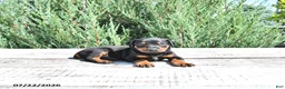 Doberman Pinscher dogs for sale: Benji - Ad 4
