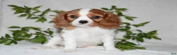 Cavalier King Charles Spaniel dogs for sale: Romeo  - Ad 11