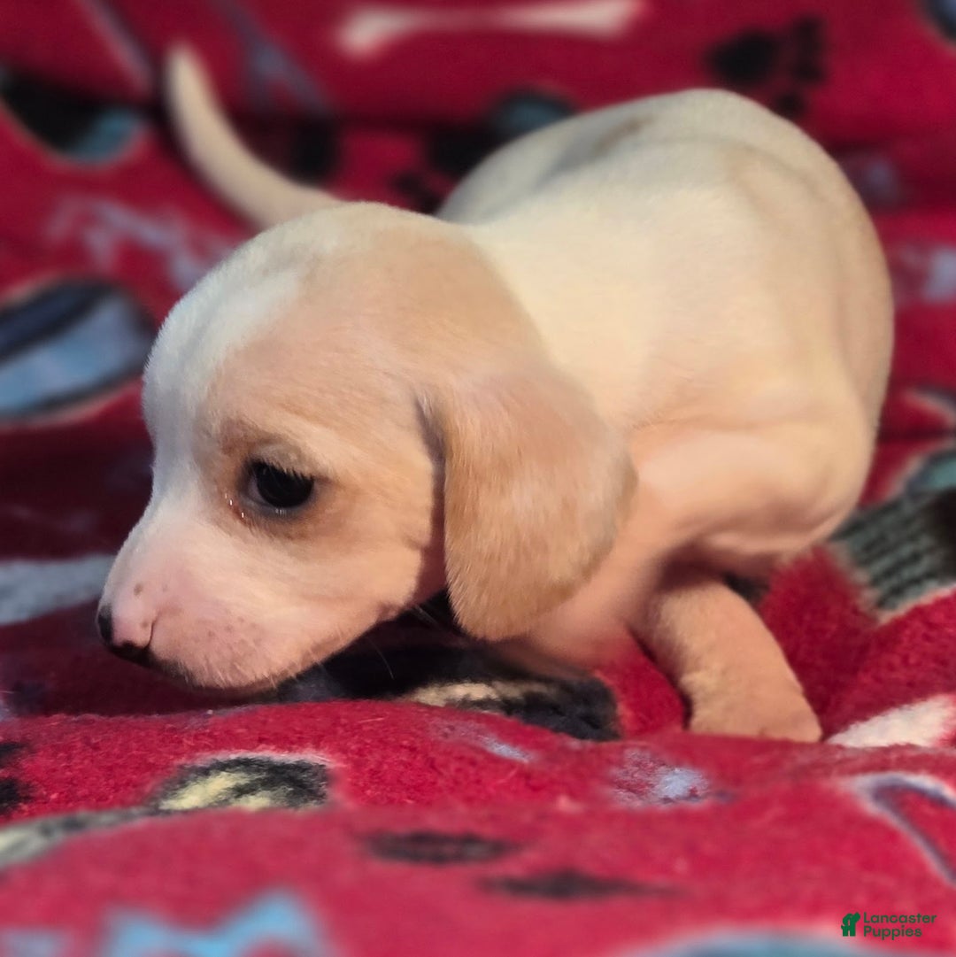 Beagle dogs for sale: Salt Queen Elizabeth Pocket Beagle - Ad 3