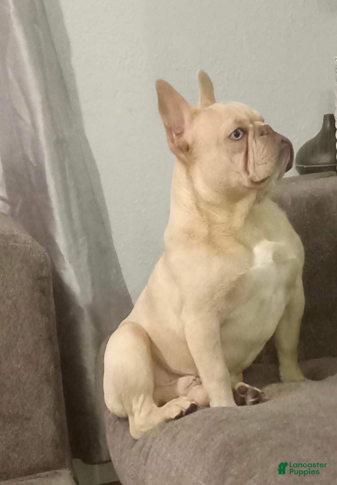 Gallery Image {{count}}