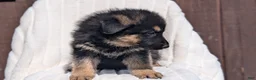 German Shepherd dogs for sale: Zion - Ad 8