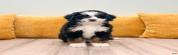 Mini Bernedoodle dogs for sale: Isabella - Ad 7