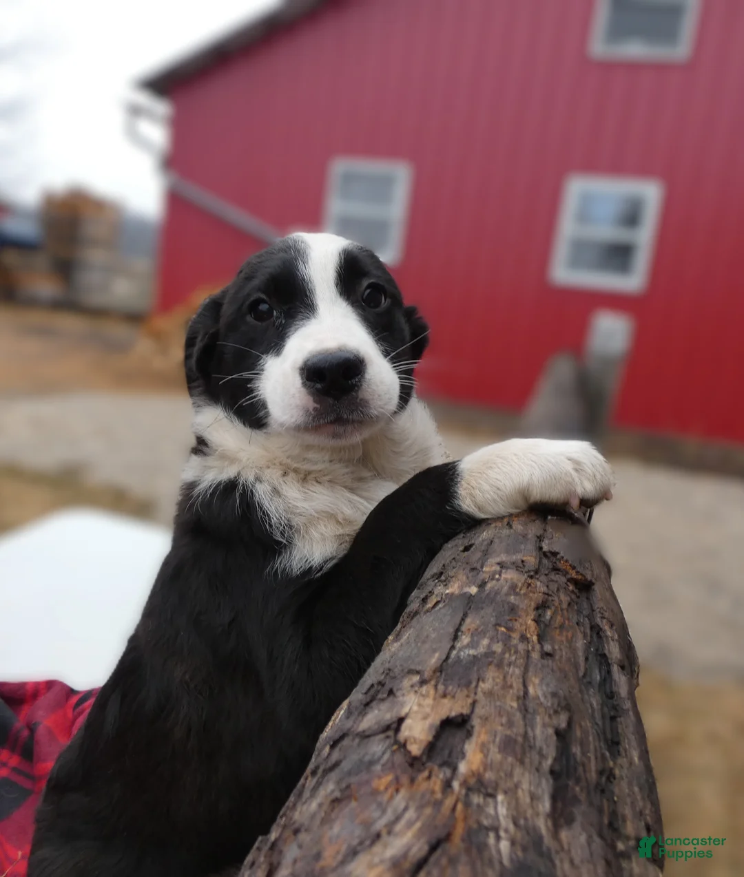 Mixed Breed dogs for sale: Mixed Breed Puppy 4 Robin - Ad 1