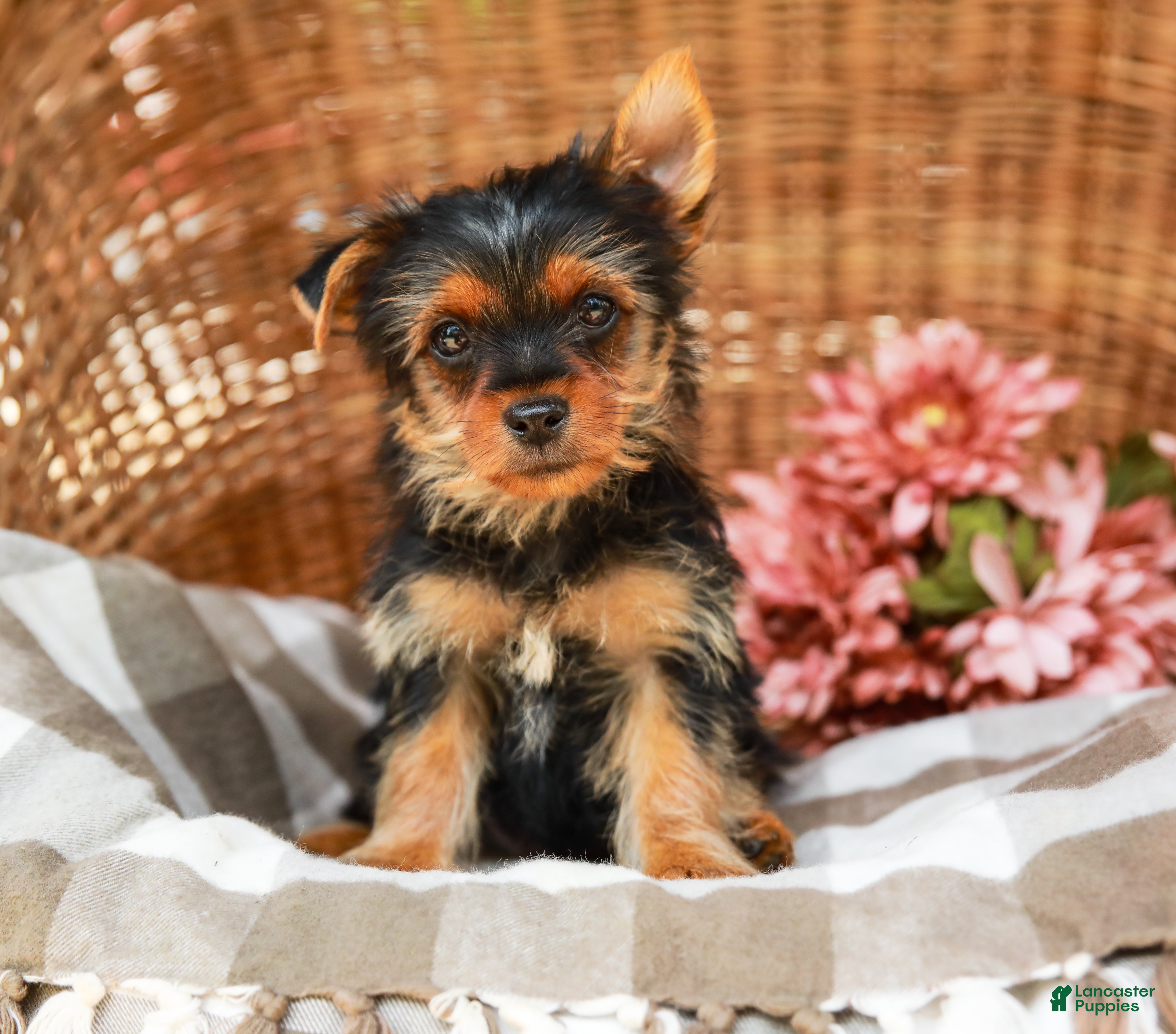 Yorkshire Terrier dogs Marley - Ad 1