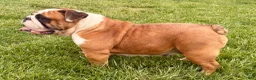 English Bulldog dogs for sale: Ivy - Ad 5