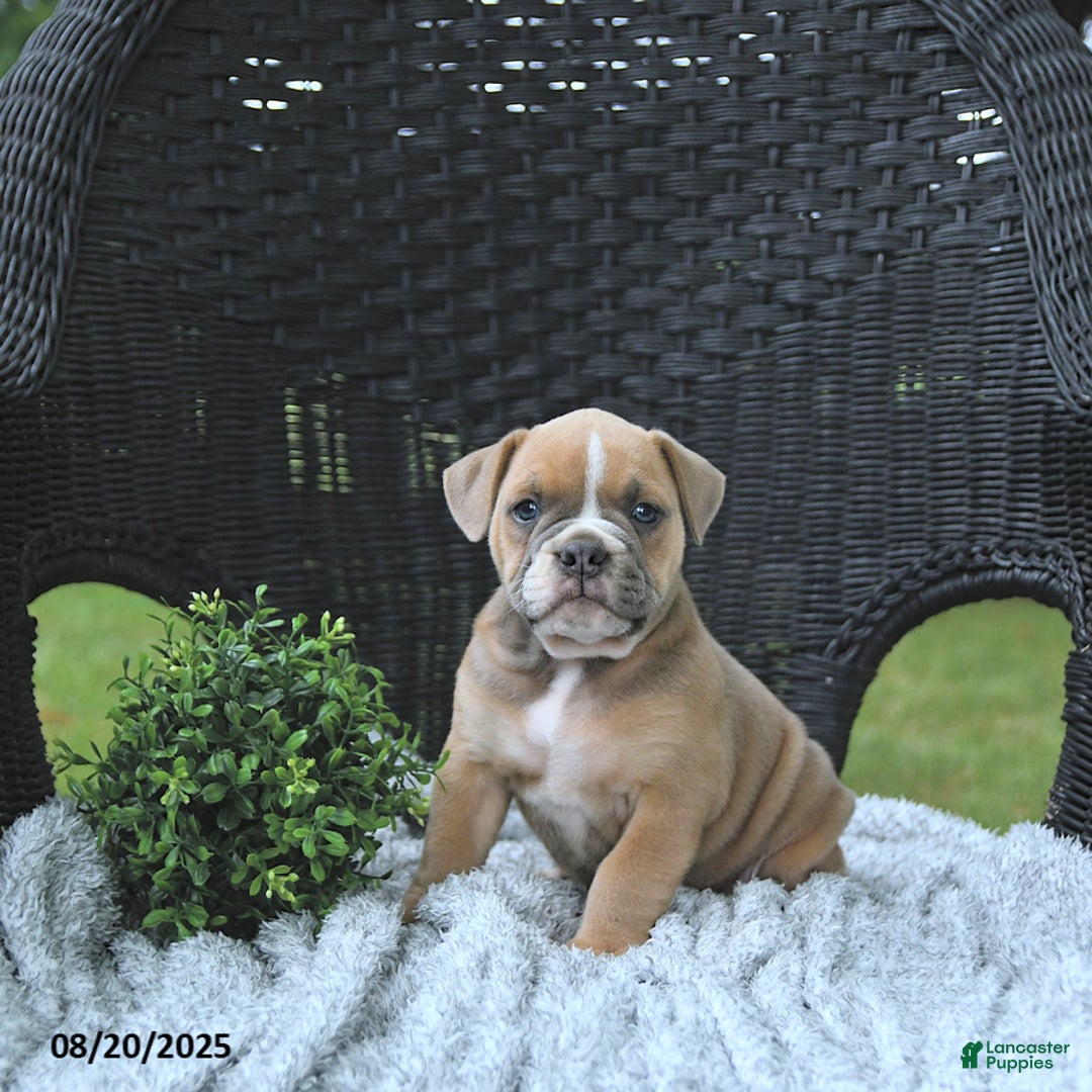 Olde English Bulldogge dogs for sale: Kaya - Ad 6
