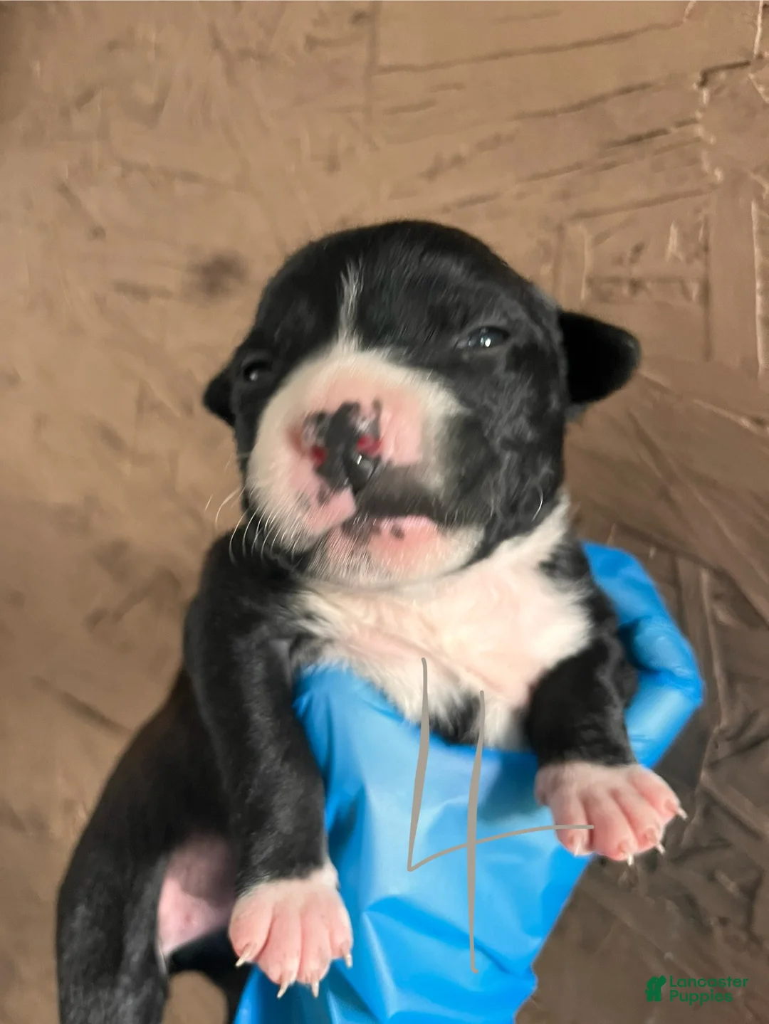 Goldador dogs for sale: Goldador Puppy 6 - Ad 1