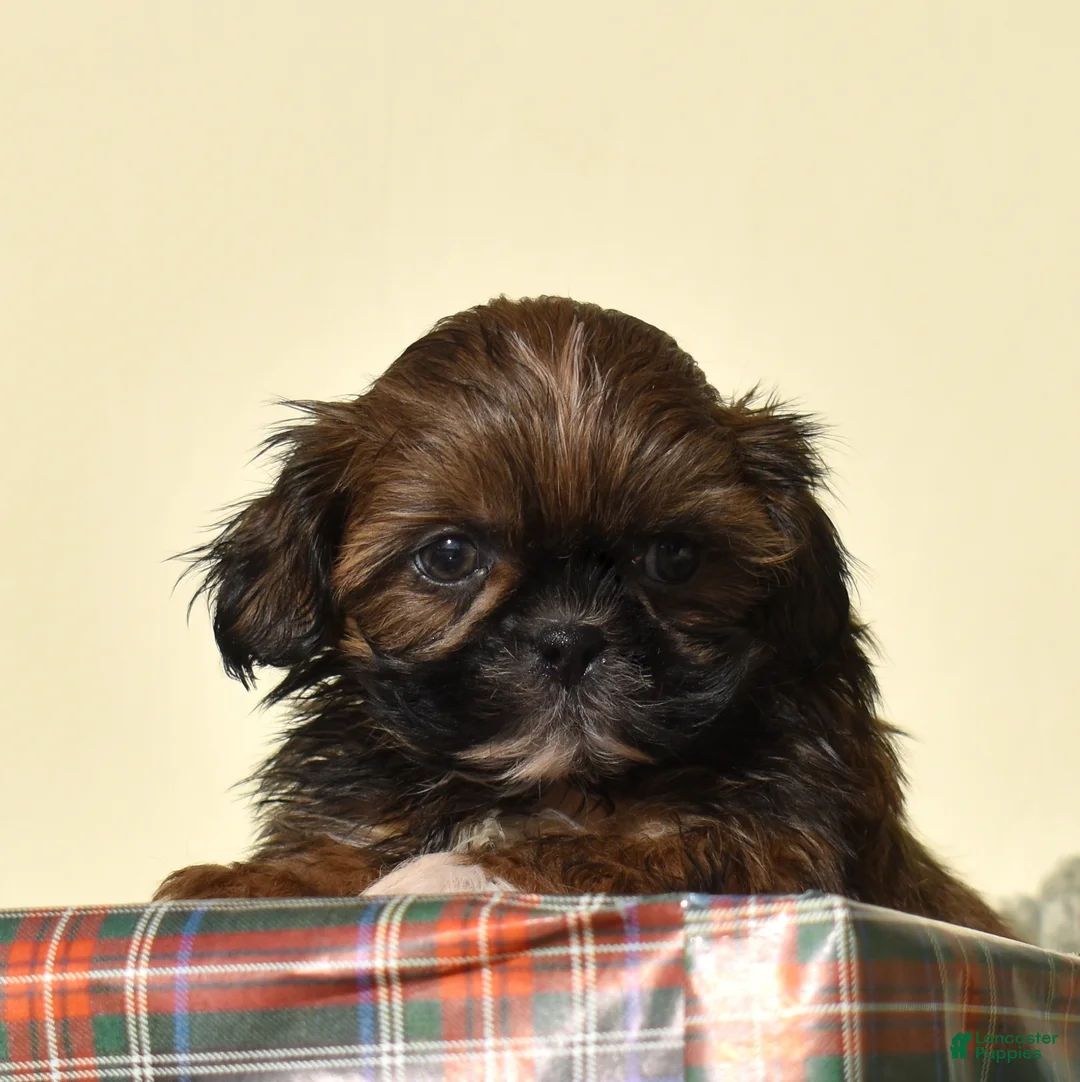 Shih Tzu dogs for sale: Bear (Tiny) - Ad 5