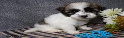 Havanese dogs for sale: Kody - Ad 3