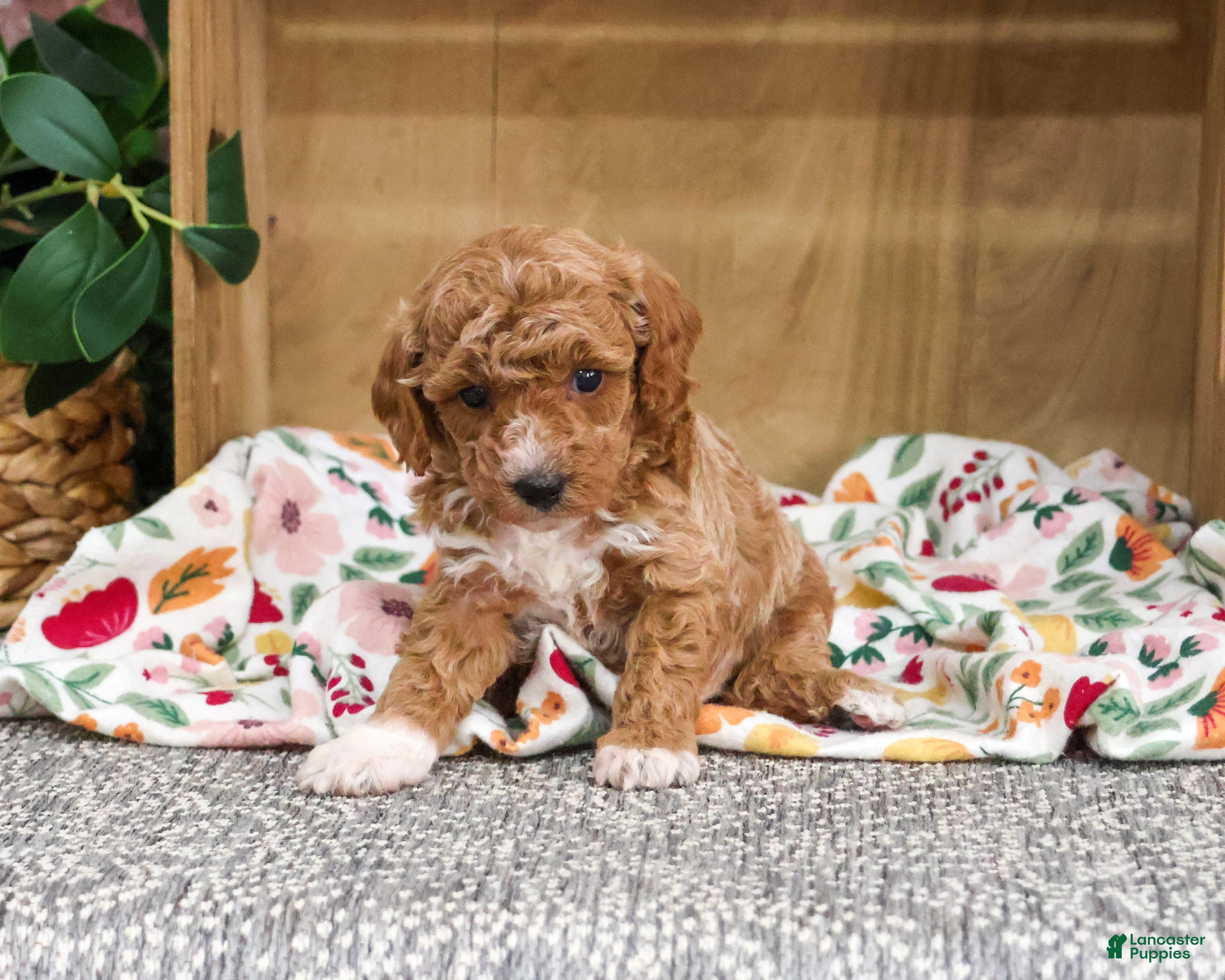 Miniature Poodle dogs Alaina - Ad 1