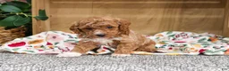 Miniature Poodle dogs for sale: Alaina - Ad 1