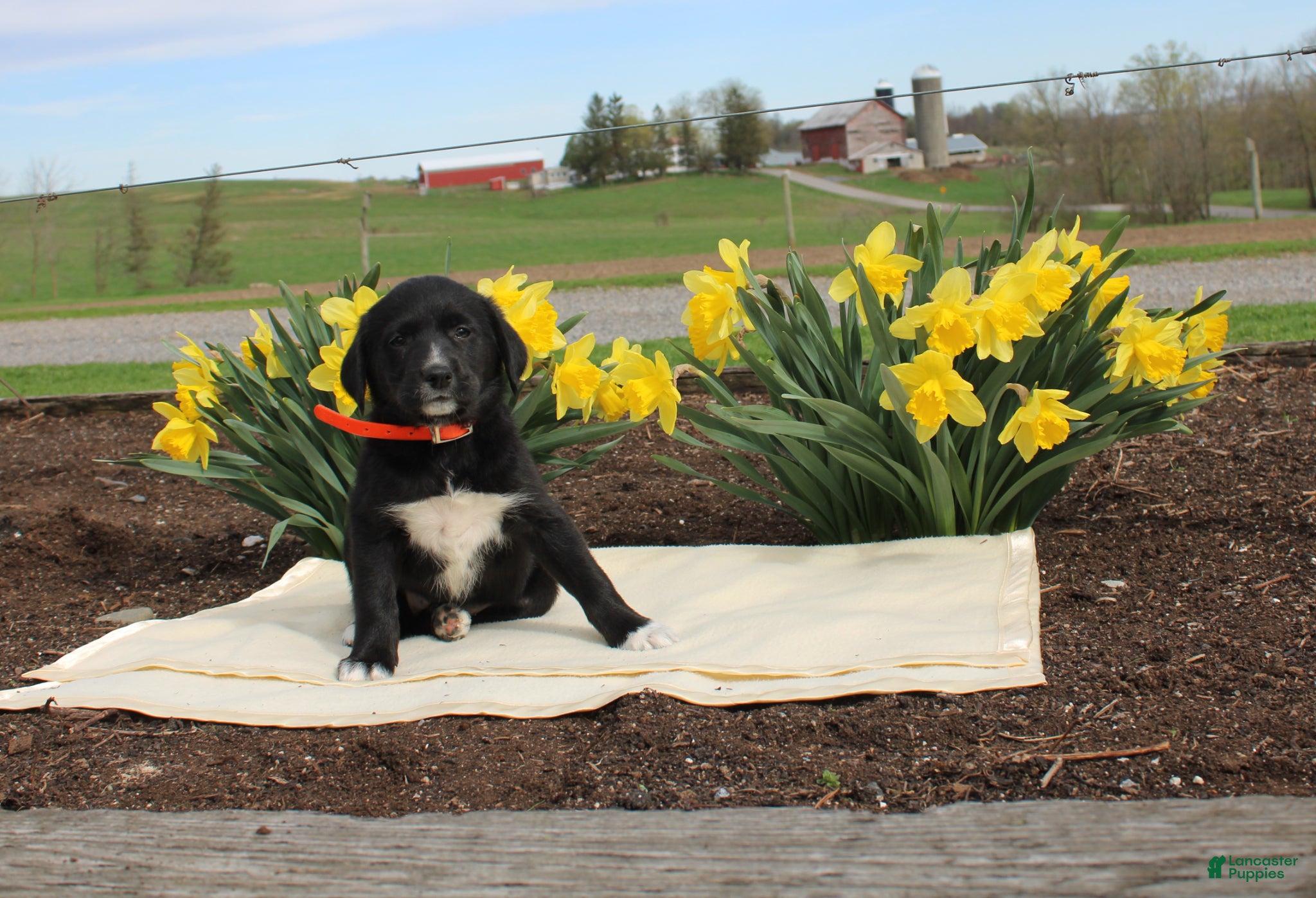 Mixed Breed dogs Daisy - Ad 37