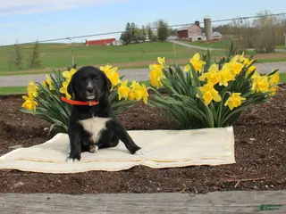 Mixed Breed dogs Daisy - Ad 37