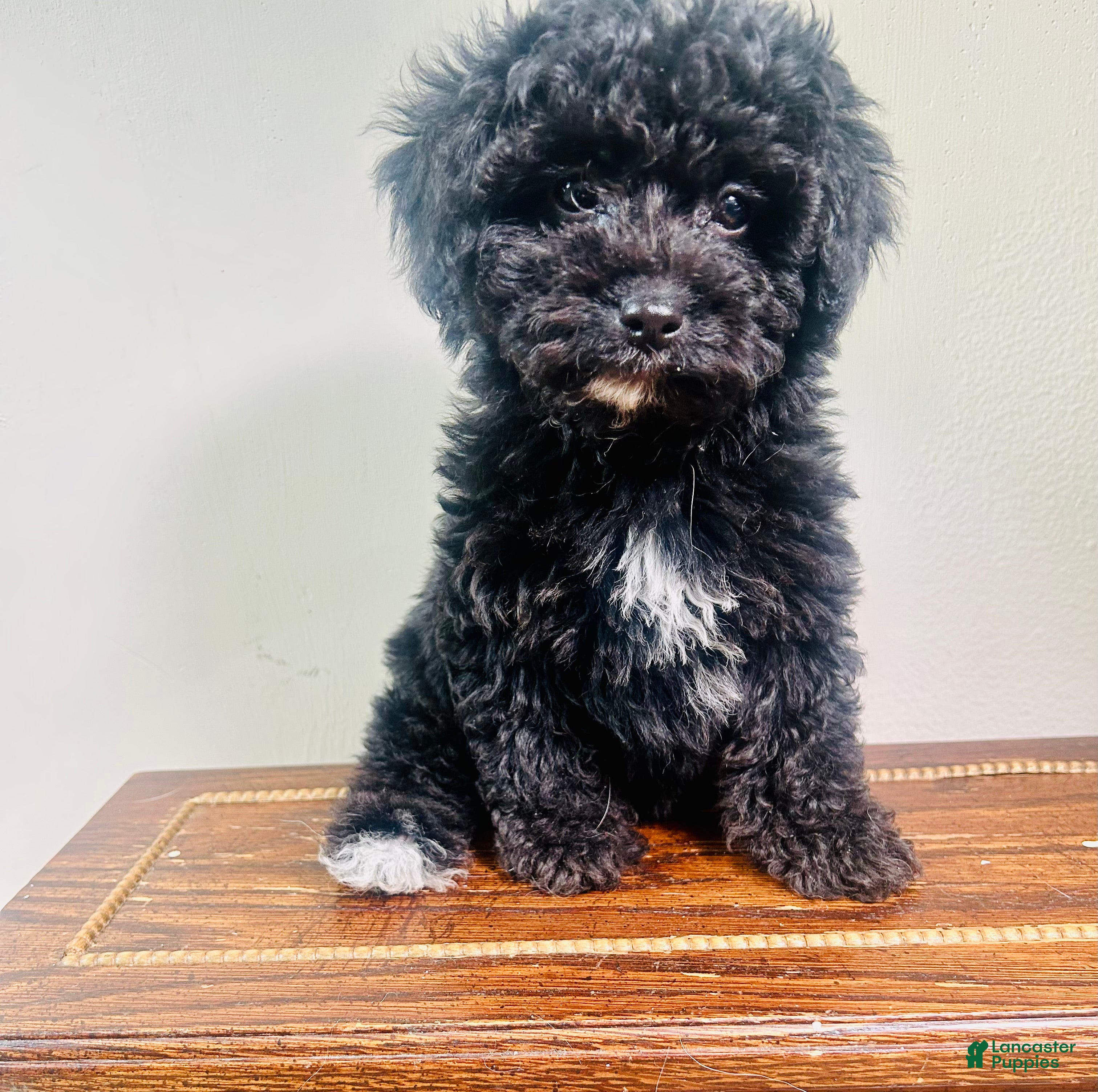 Cavapoo dogs Moon - Ad 23