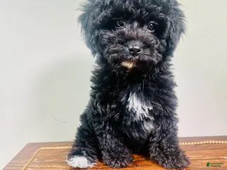 Cavapoo dogs Moon - Ad 23