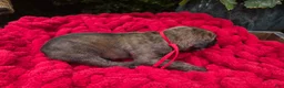 Great Dane dogs for sale: Great Dane Male 1 - Ad 2