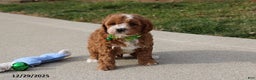 Cavapoo dogs for sale: Everett - Ad 6