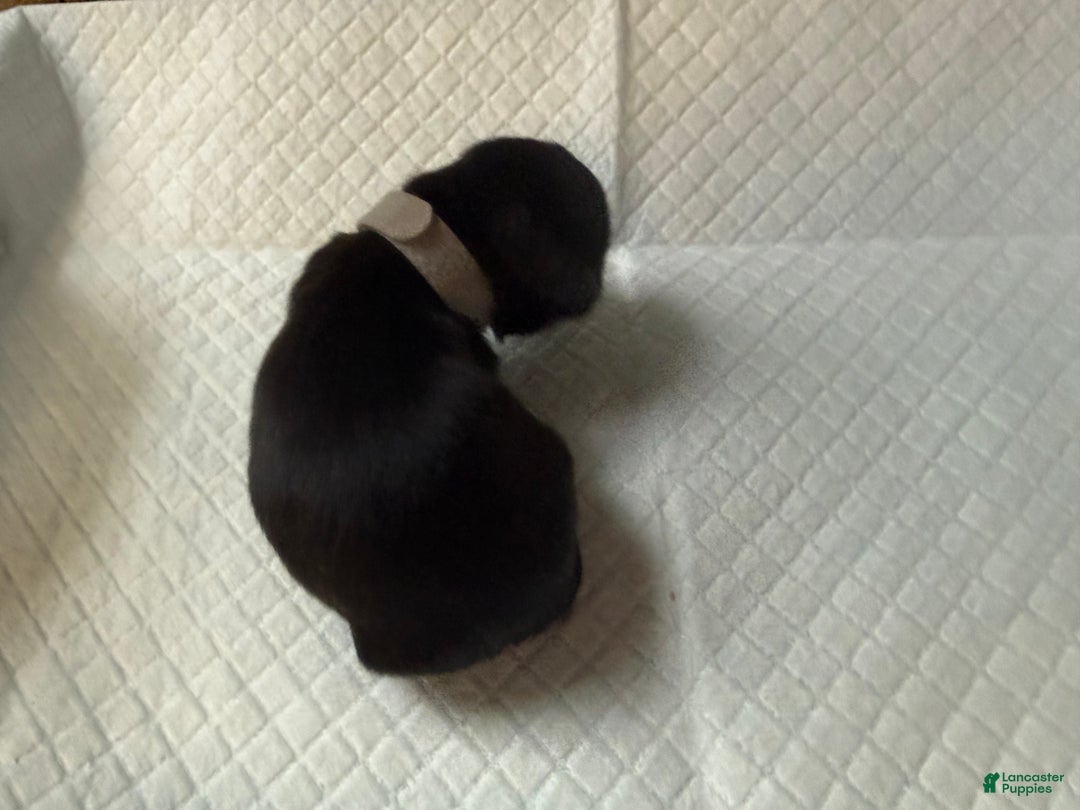 Shih Tzu dogs for sale: Raven - Ad 9