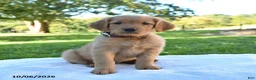 Golden Retriever dogs for sale: Amber - Ad 3