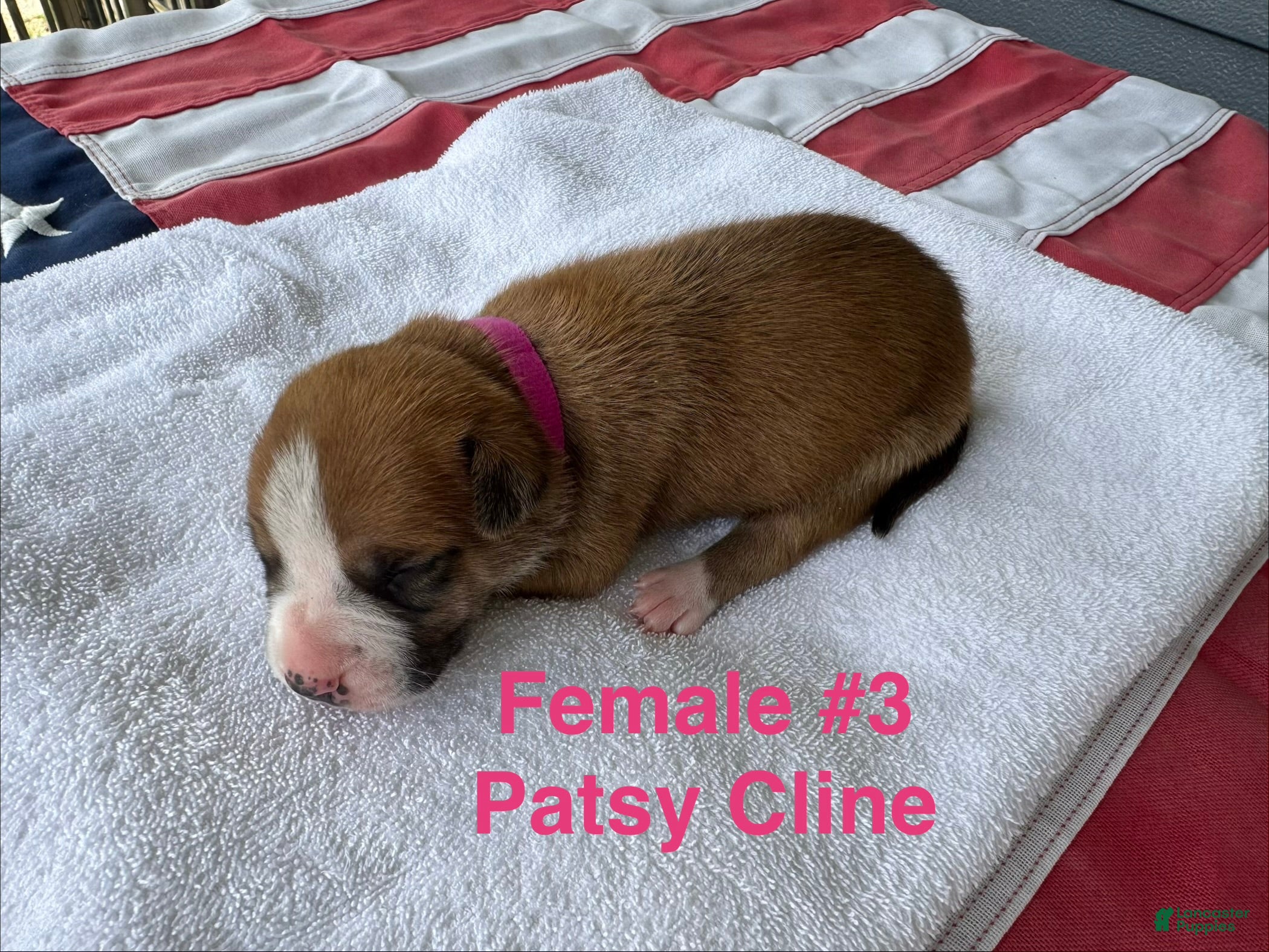 American Bulldog dogs Patsy Cline/ Female #3 - Ad 2