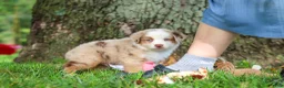 Miniature Australian Shepherd dogs for sale: Leo - Ad 10