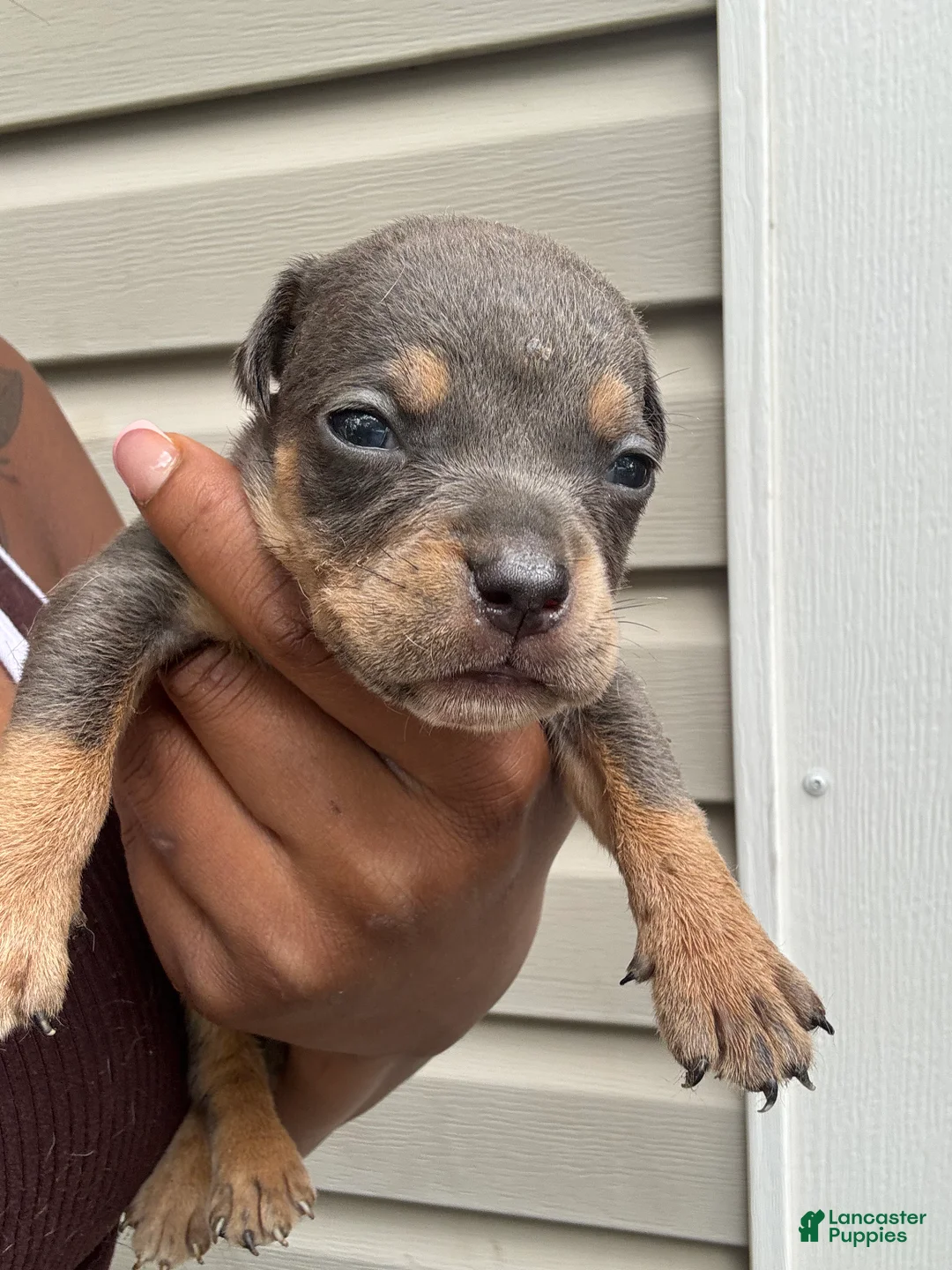 American Bully dogs for sale: American Bully 1 - Ad 2
