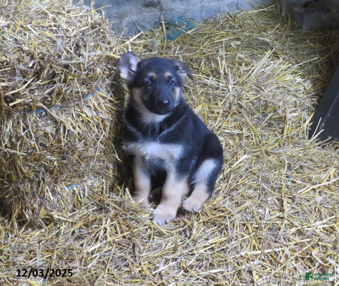 German Shepherd dogs for sale: Megan - Ad 1