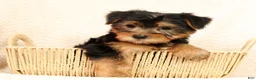 Yorkshire Terrier dogs for sale: Frisky - Ad 1