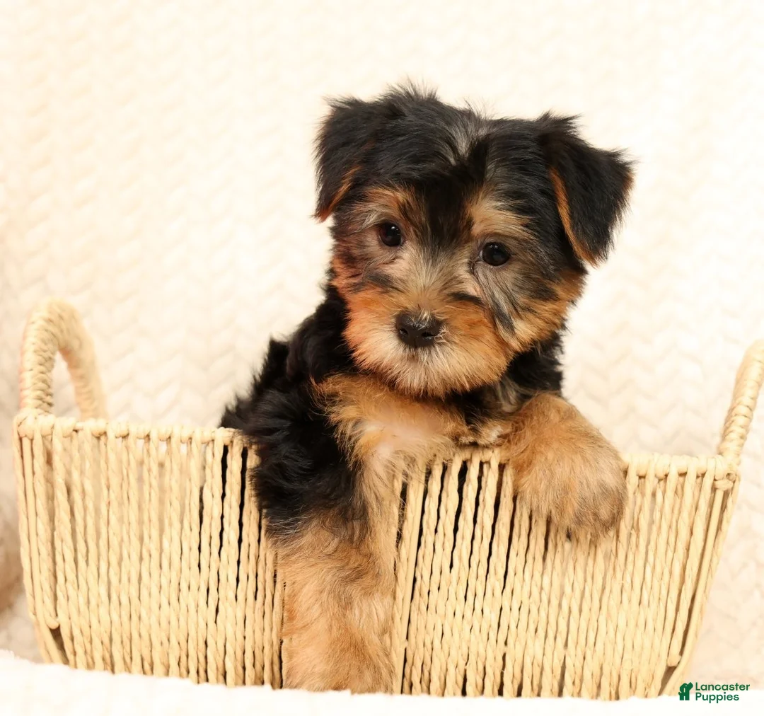 Yorkshire Terrier dogs for sale: Frisky - Ad 1