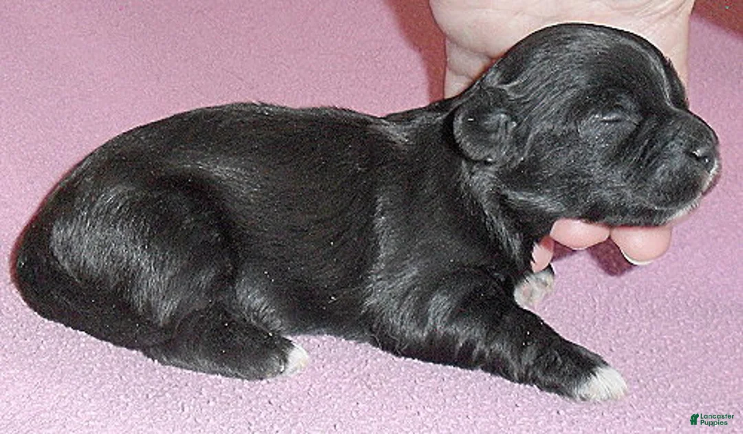 Shihpoo dogs for sale: Molly - Ad 2