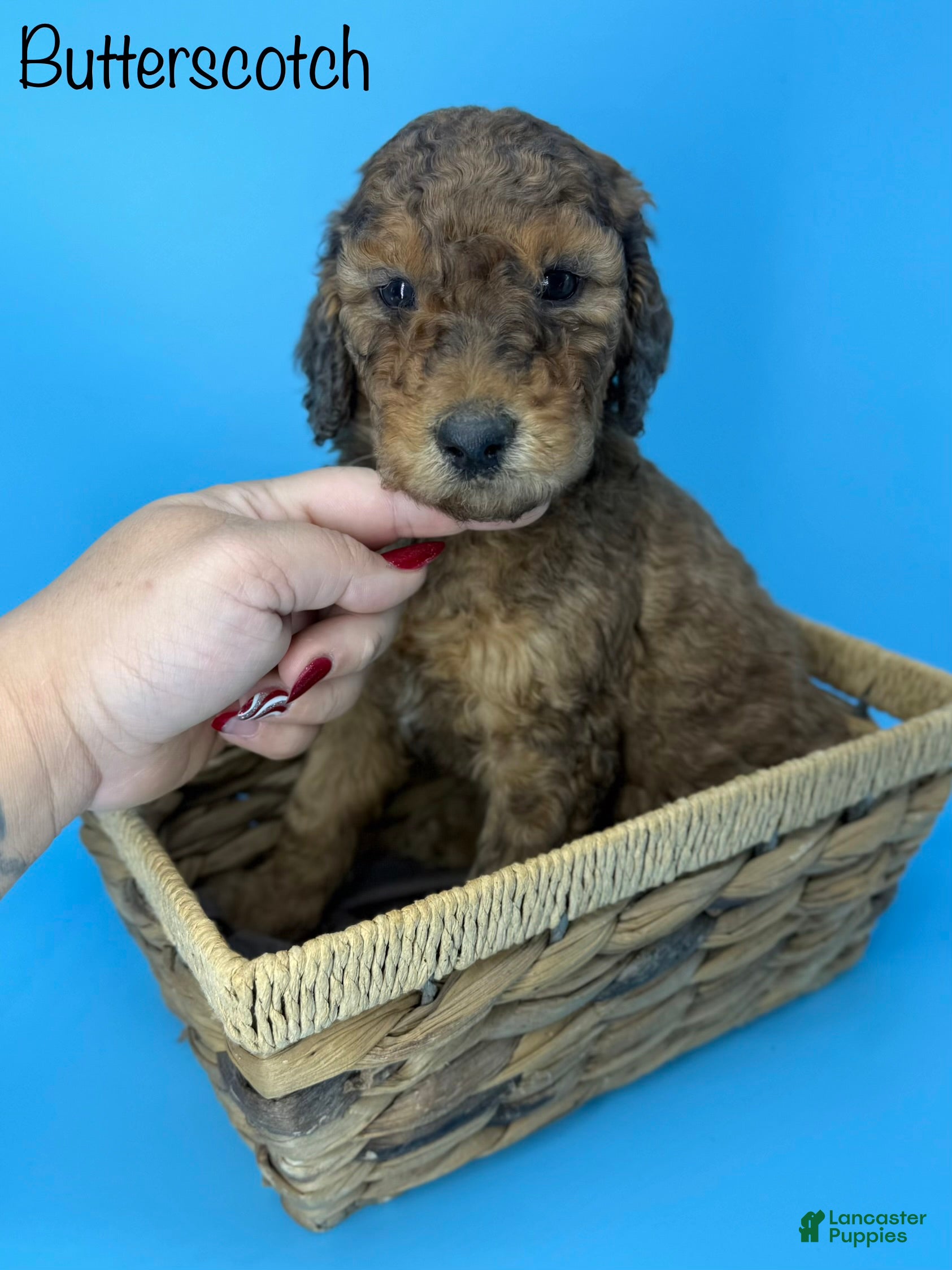 Sheepadoodle dogs Butterscotch - Ad 14