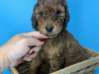 Sheepadoodle dogs Butterscotch - Ad 31