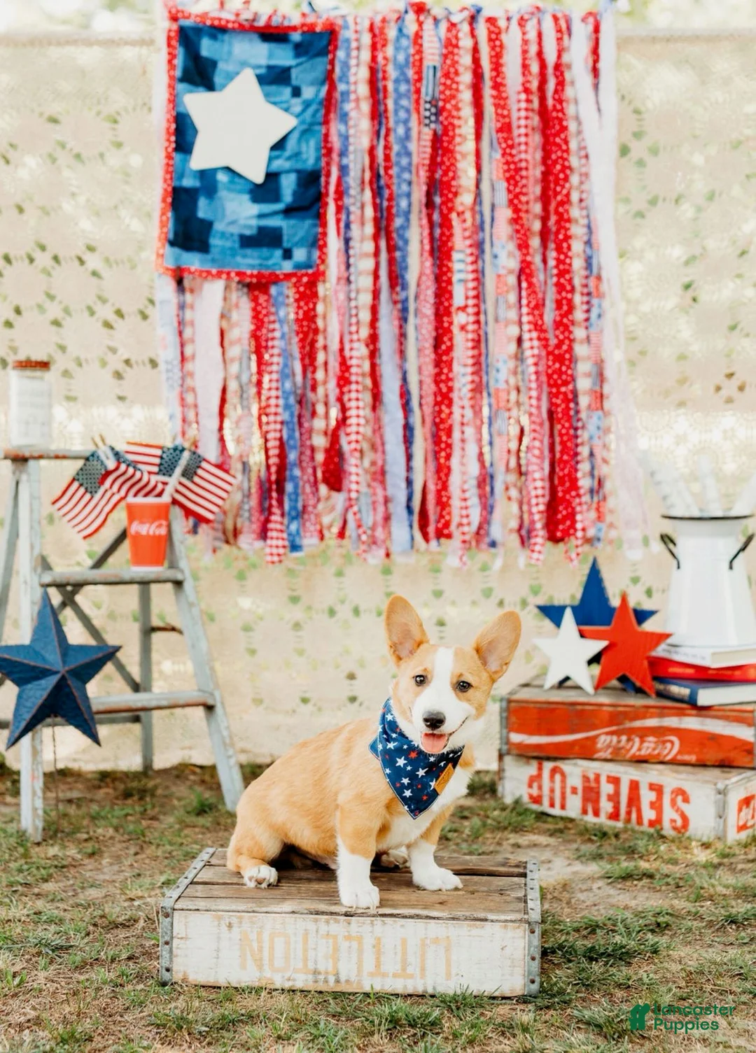 Welsh Corgi Pembroke dogs for sale: Jack - Ad 3