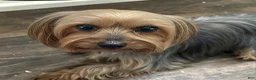 Shorkie dogs for sale: Bob - Ad 3