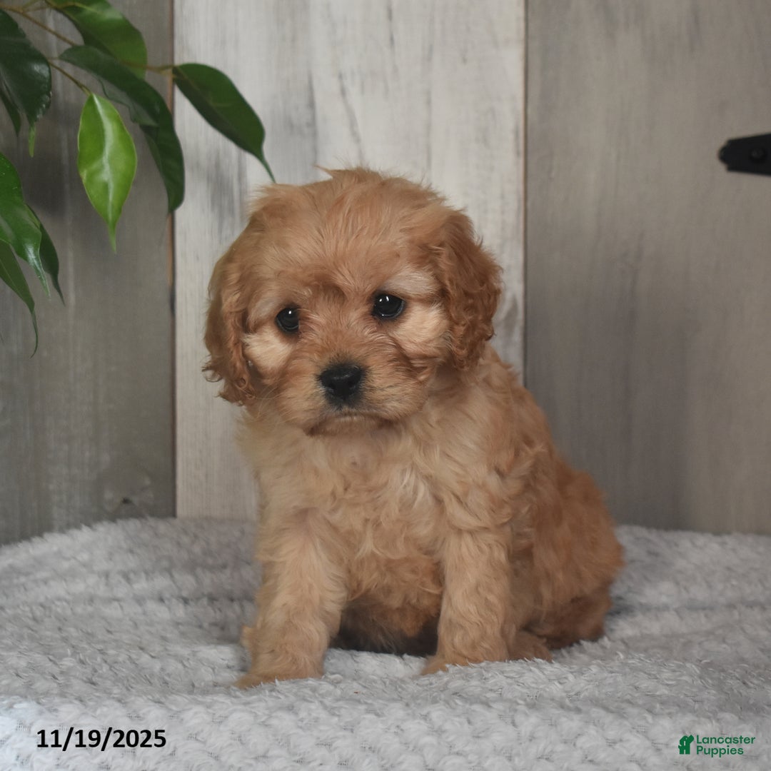 Cavapoo dogs for sale: Josey - Ad 4
