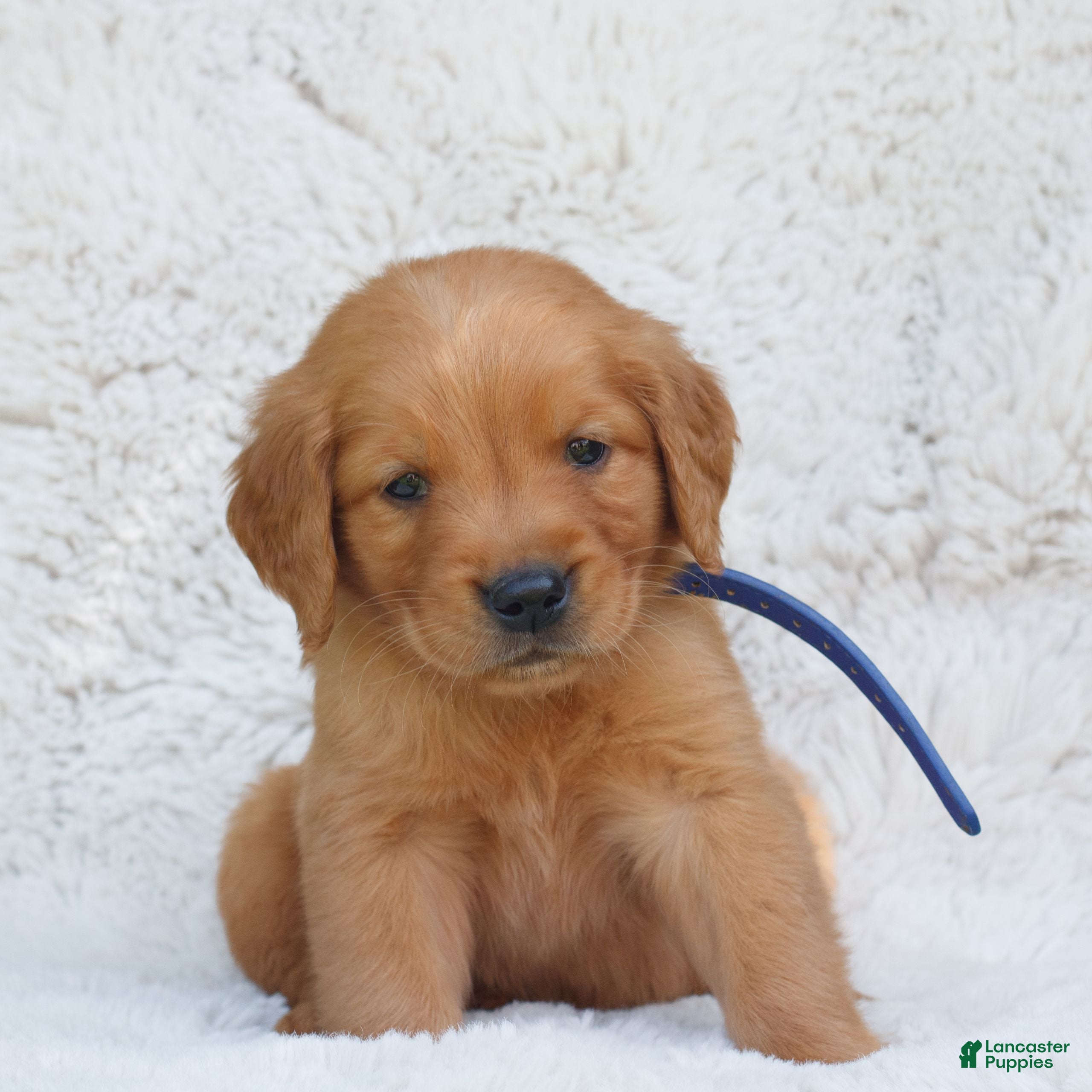 Golden Retriever dogs Parker  - Ad 2
