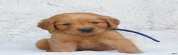 Golden Retriever dogs for sale: Parker  - Ad 2