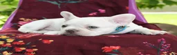 French Bulldog dogs for sale: Lumiere - Ad 3