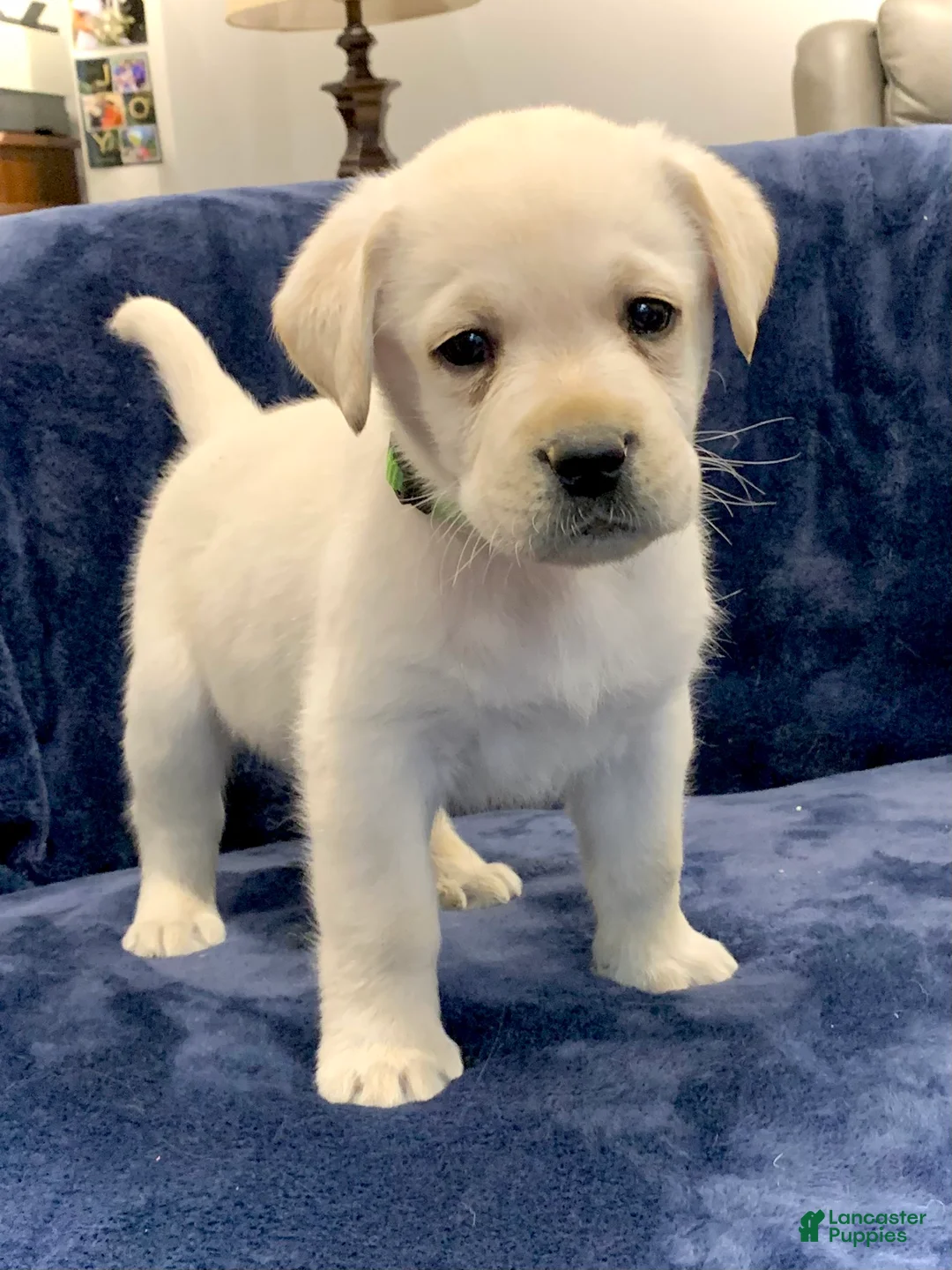 Labrador Retriever dogs for sale: Antler - Ad 8