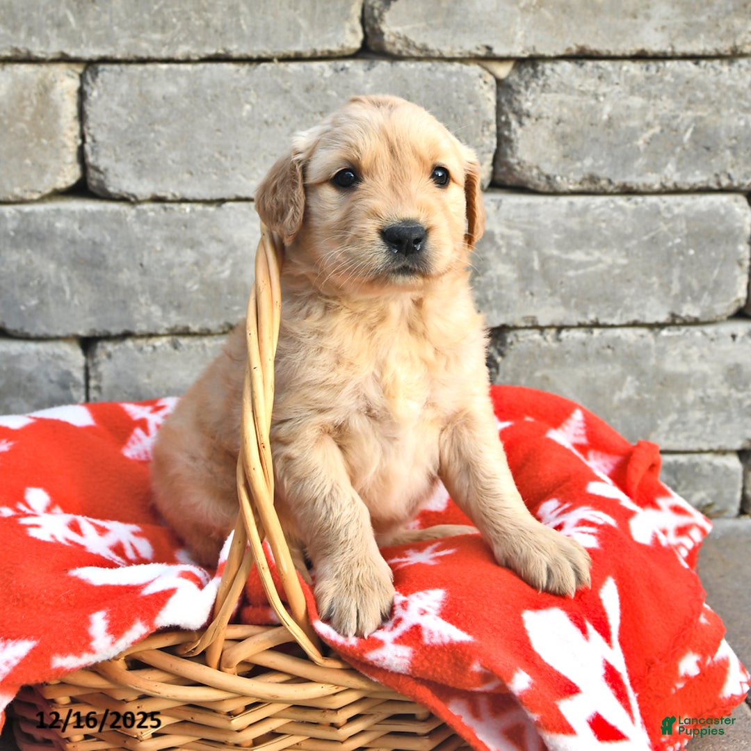 Golden Retriever dogs for sale: Delta - Ad 2