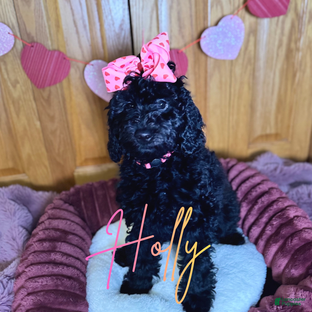 Mini Goldendoodle dogs for sale: Mini Goldendoodle Puppy 1 - Ad 8