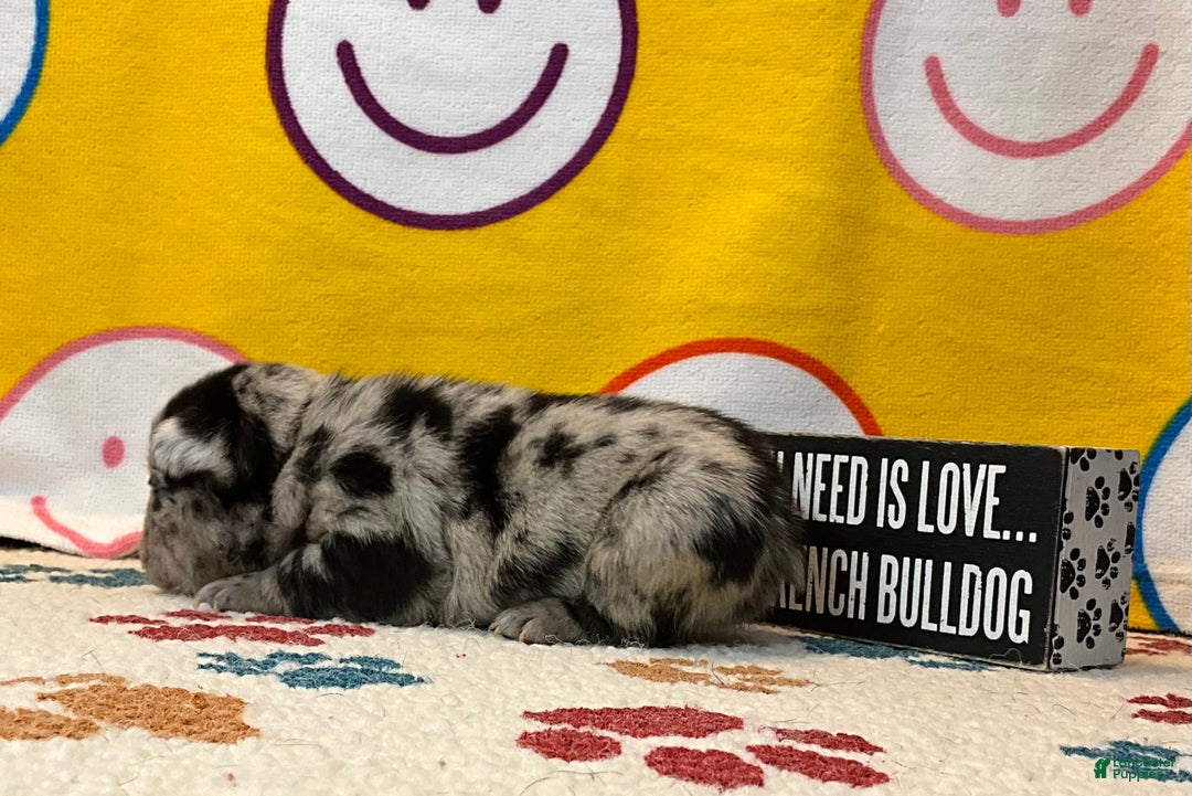 French Bulldog dogs for sale: Shell - Ad 22