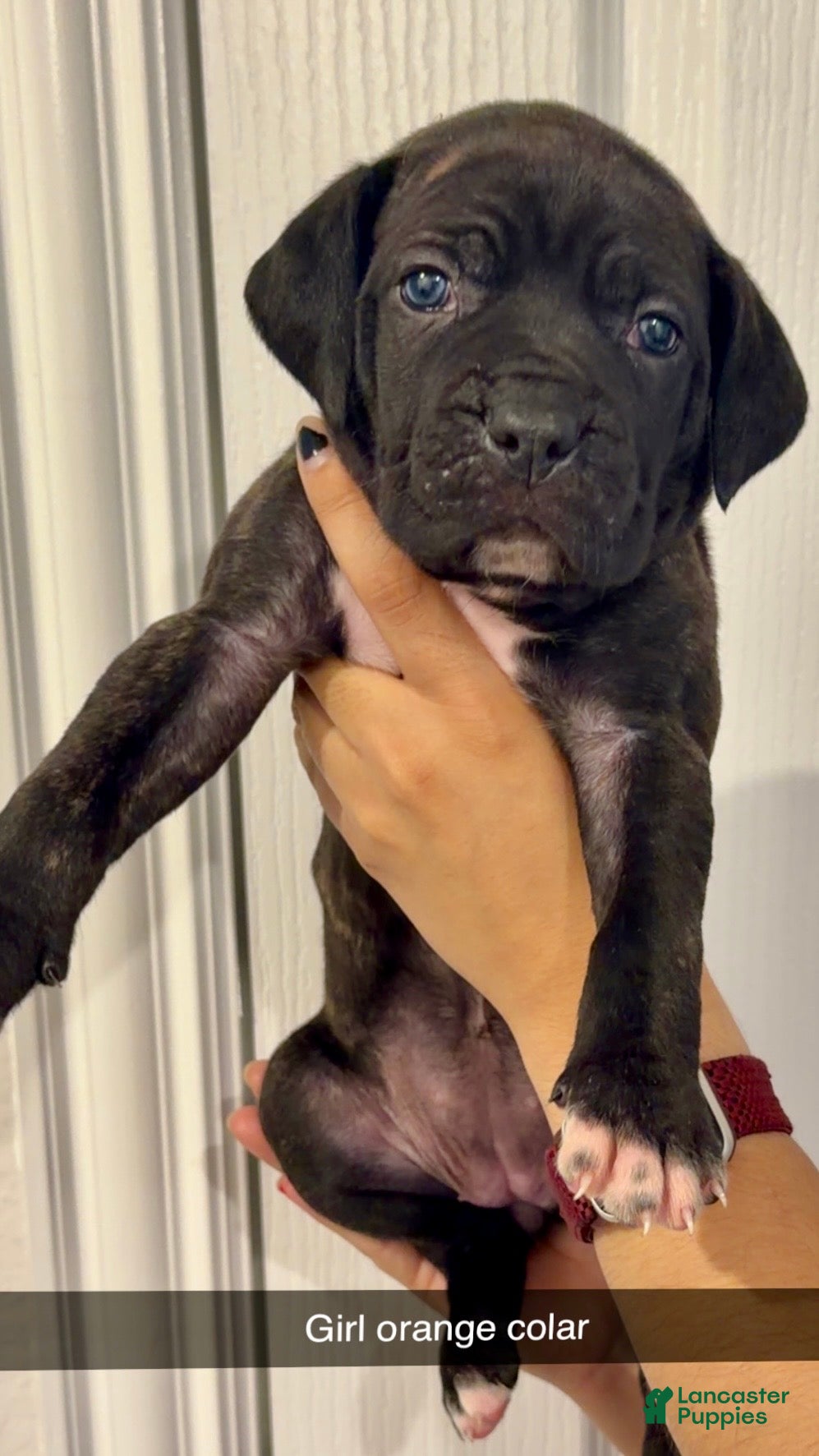 Cane Corso dogs Cane Corso Puppy 5 - Ad 28