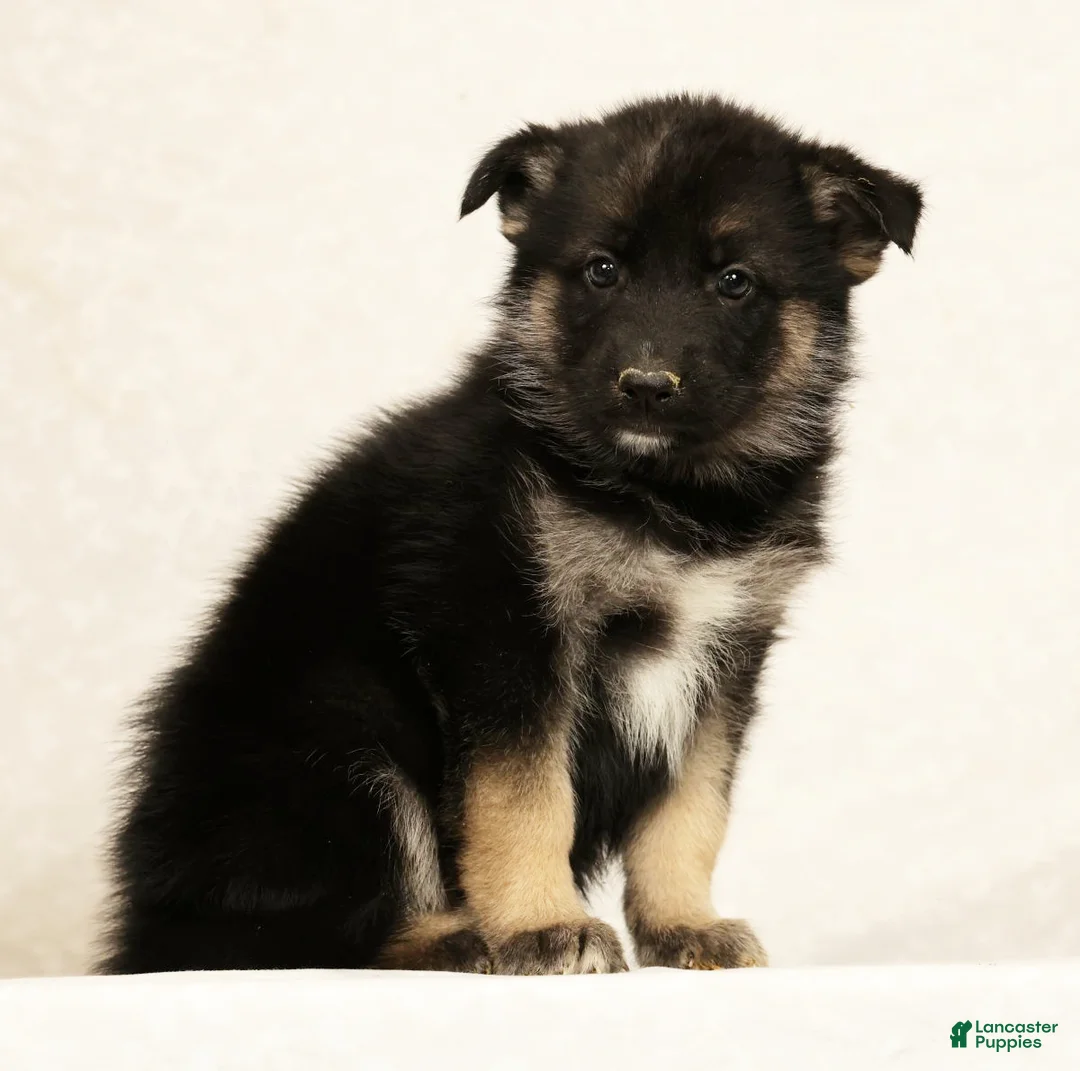 Gerberian Shepsky dogs for sale: Rhoda - Ad 1