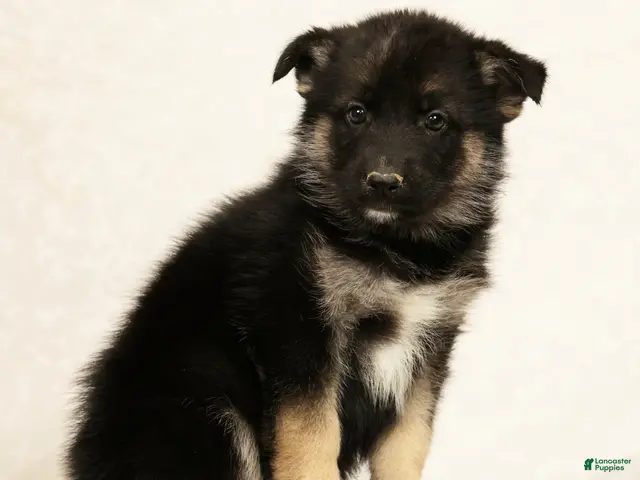 Gerberian Shepsky dogs for sale: Rhoda - Ad 1