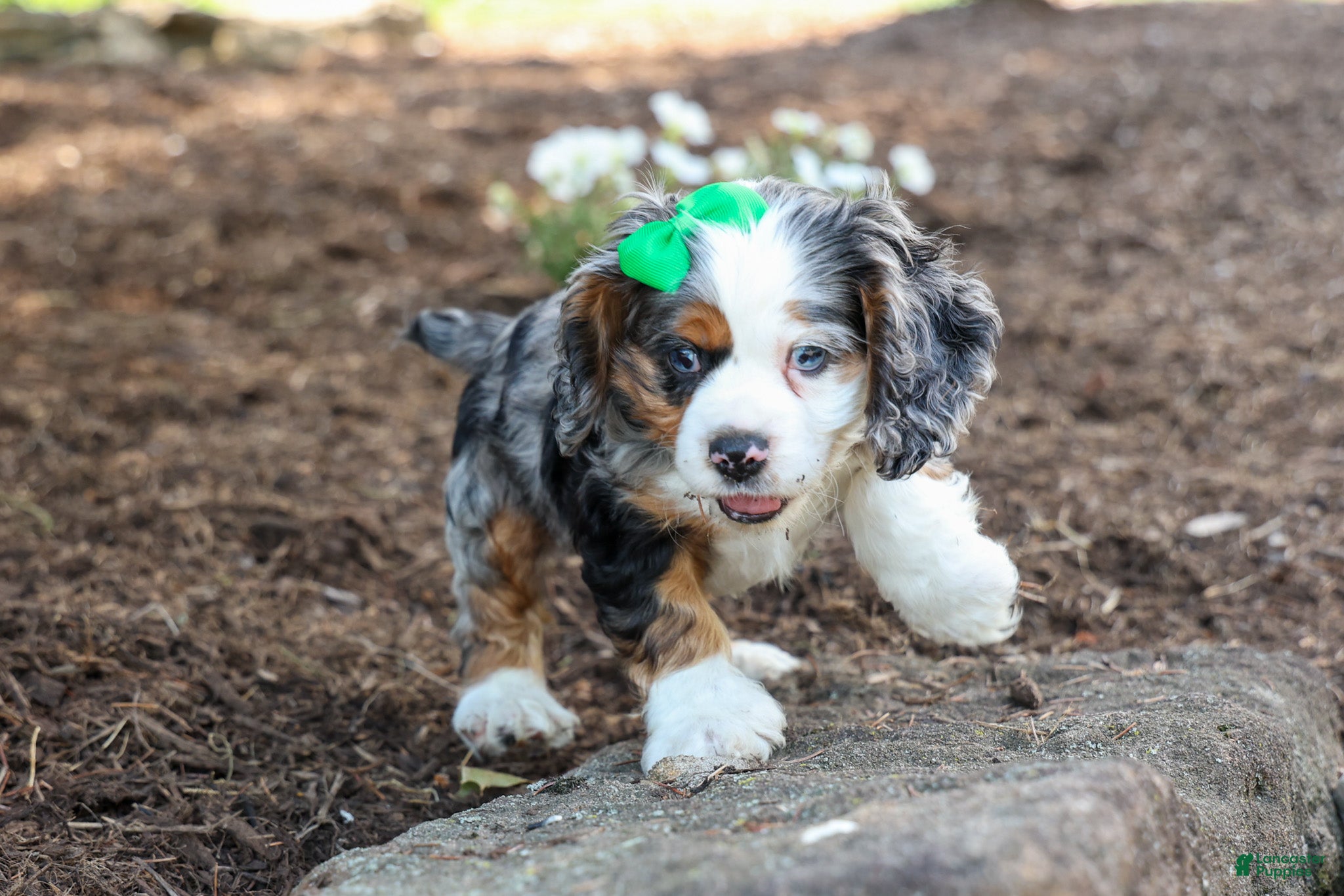 Cocker Spaniel dogs Jaxon 🐶💙 - Ad 1